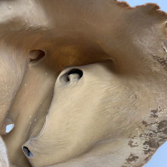 Latex Squirrel Mask Full Head Animal Mask Adult One Size Brown Tan Rodent Beaver - Picture 4 of 6